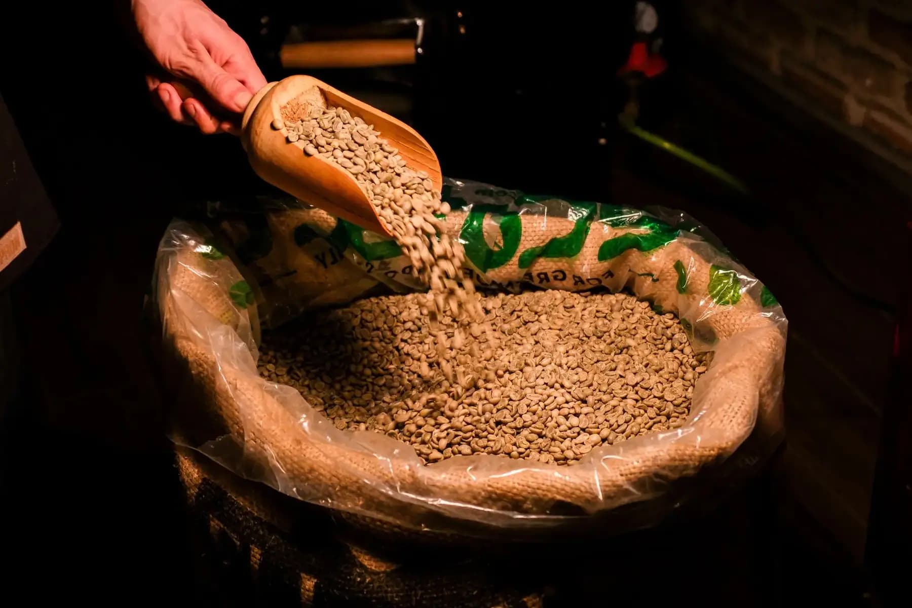 Green coffee beans being scooped into a hessian sack