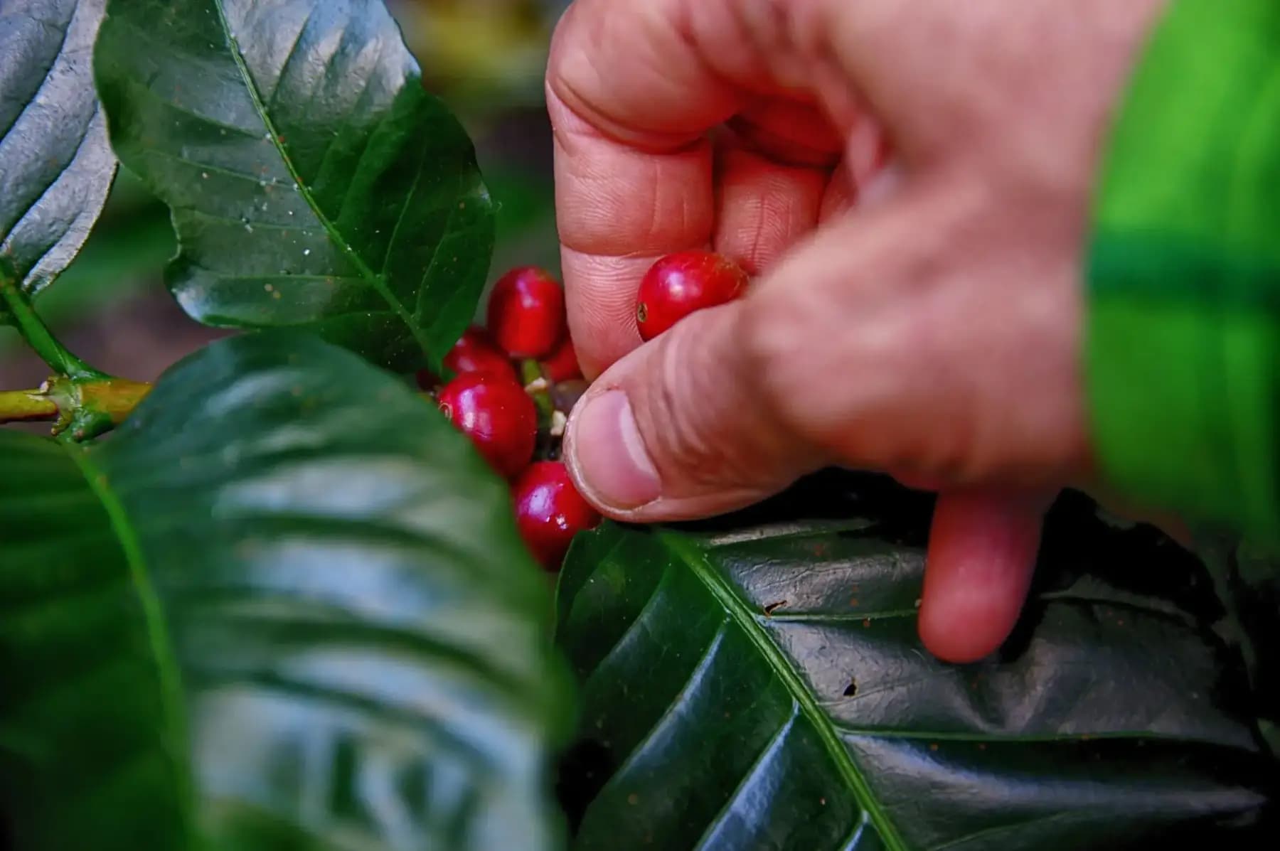 Hand picking ripe red coffee cherries from a branch