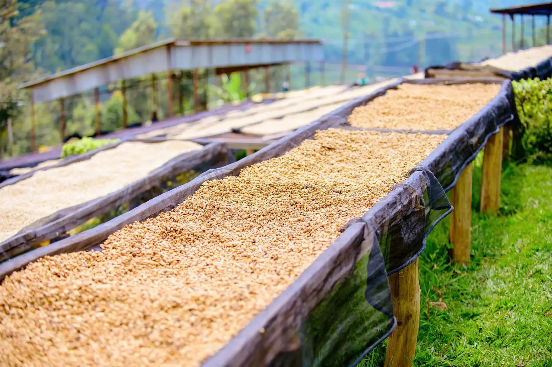 Rows of coffee beans drying on raised racks
